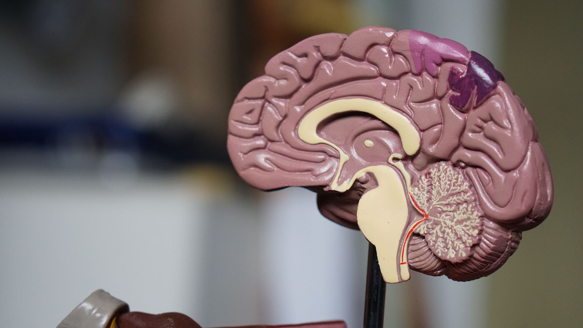 Brain model cross section